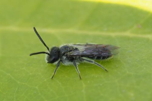 Andrena sp.